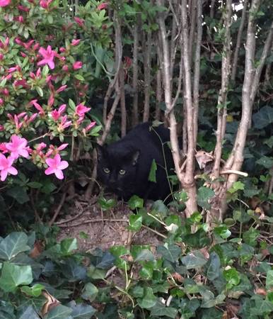 Found tiny black cat (Parkville)