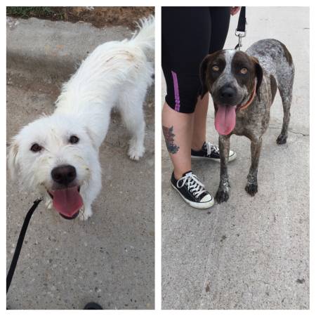 FOUND TWO DOGS NEAR NW 41st and Classen
