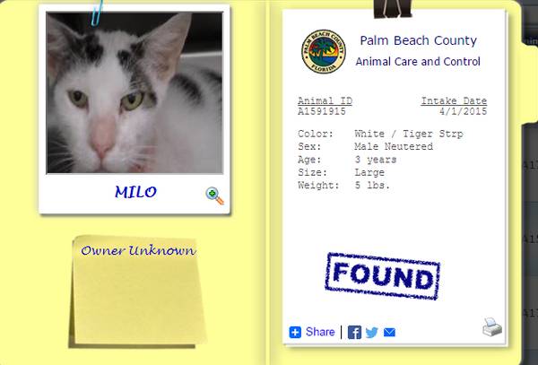 FOUND White and Black Cat (Palm Beach County)
