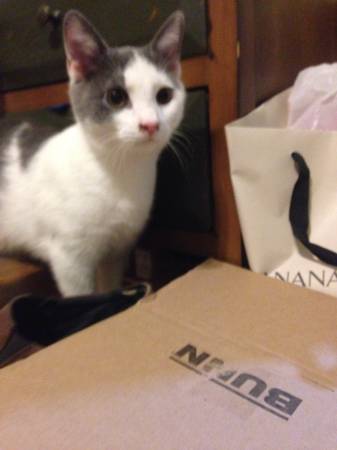 Found white and grey cat PARK AND NANSEMOND