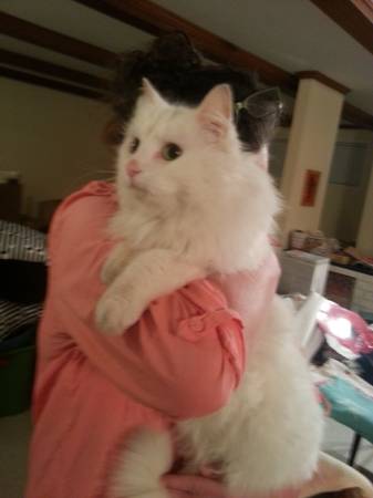 FOUND WHITE CAT (HERMITAGE)