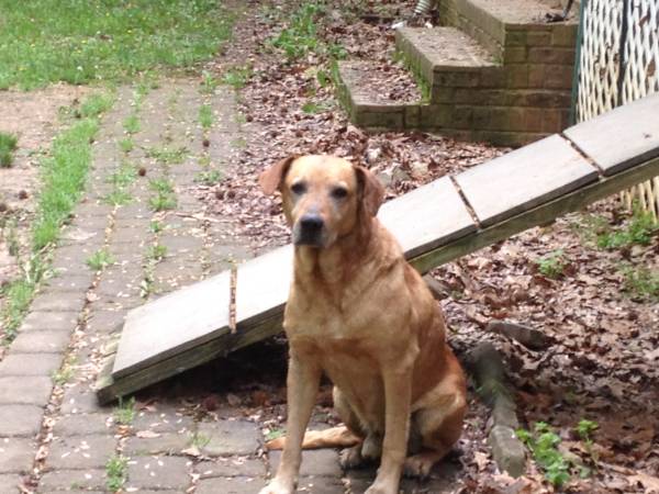 Found Yellow Lab Mix Male (White House)