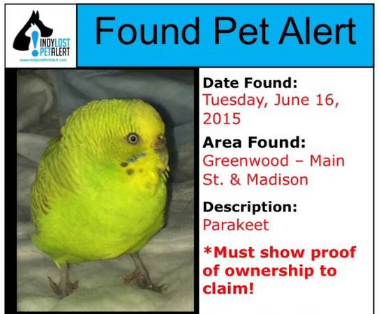 Found Yellow Parakeet (Greenwood)