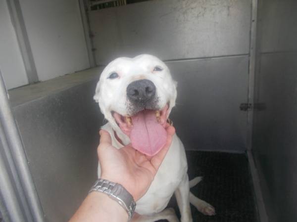 Found Young Adult Female Pitbull mix 335695 (FSAC