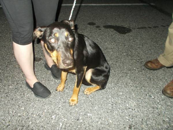 Found Young Adult Male DobermanLab mix 339087 (FSAC