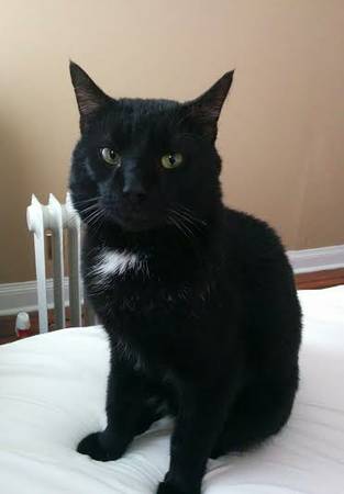 Frank the Cat (Hampden)