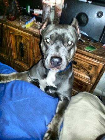 free 3 year old female blue pitbull (Glendale)