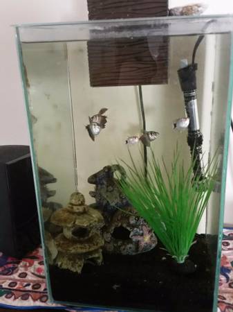 Free 6 gallon tank and fish (West Seattle)