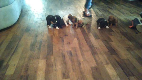 free 6 pit bull labador pups (rogers ar)