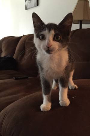 Free Adorable Kitten (MWC)