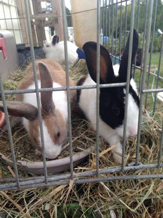 Free Adorable Rabbits (Detroit Lakes)