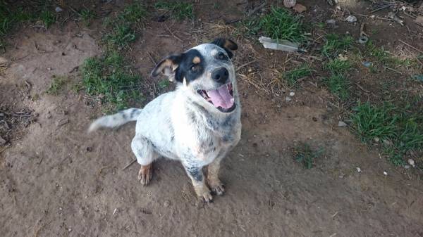 Free Aussie Cattle Dog (Prague)