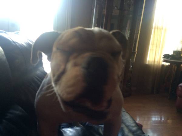 Free beautiful english bulldog