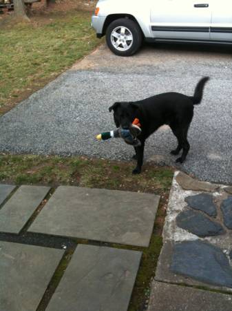 Free black lab