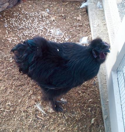 Free black Silkie rooster