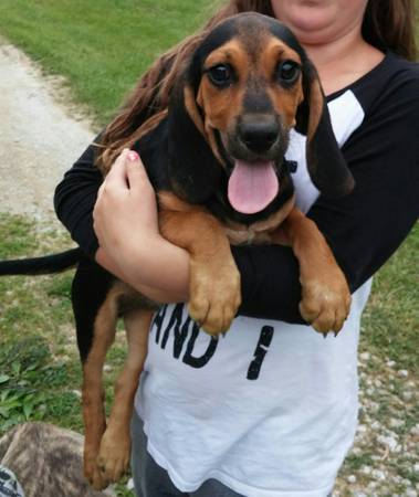 Free Bloodhound beagle pup (Bethel)