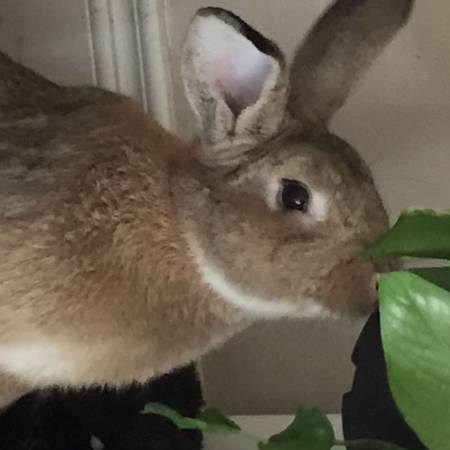 Free bunny to good home (Farmington)