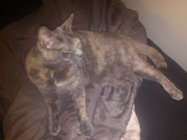 Free cat (Burien wa)