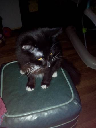 Free cat (Cleveland)