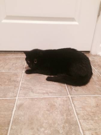 Free Cat to a good home (North Columbus)