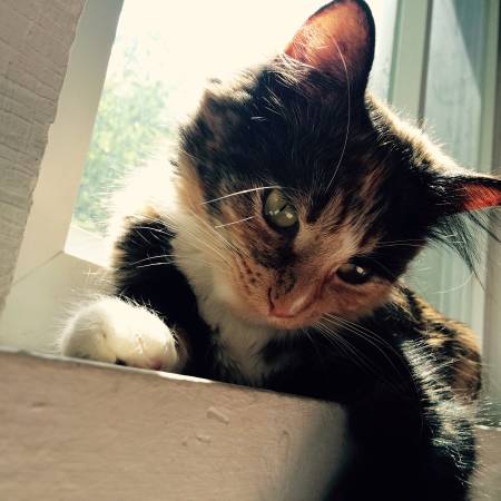 Free cat to good home (Augusta)