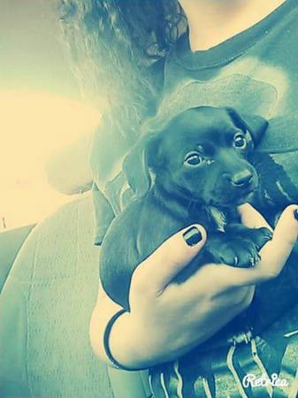 Free Chi Weenie puppy (Phenix City, AL)