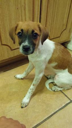 Free Chihuahua mix 6 months old (Mesa)