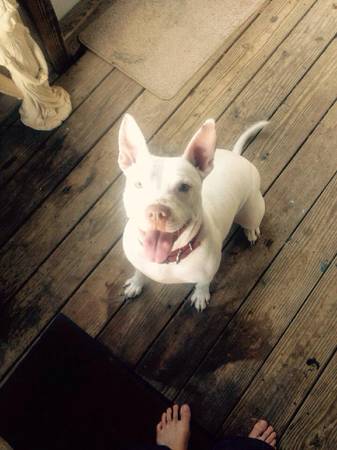 Free dog..to good home only (Lincoln de)