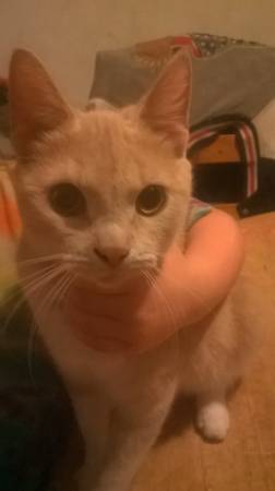 Free Female Cat to good home (East Side of Cleveland, Ohio)