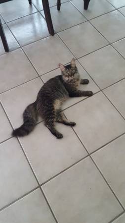 free female fixed cat (kilngulfport)