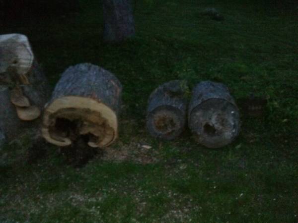 Free Fire Wood Logs (waterford)