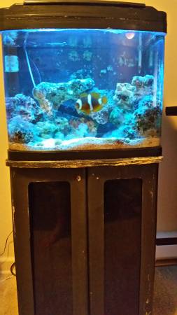 FREE FISH AND FISH TANK  (Kirkland)