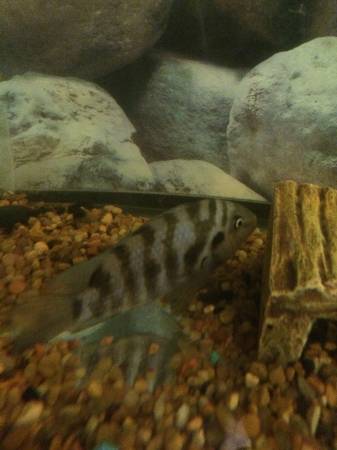 Free fish  (Malden)