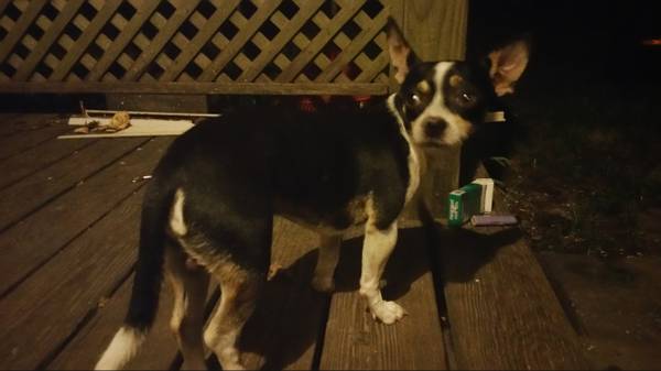 Free Found puppy injured leg. very sweet (slidell)