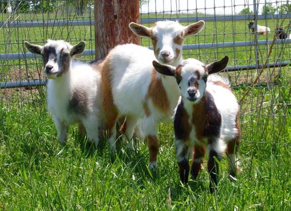 Free goats to a good home (Fayetteville)
