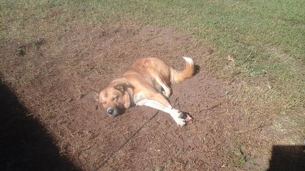 free Great Pyranees German Shepherd (nw okx)