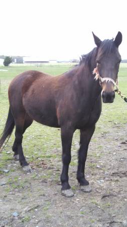 Free Horse to Good Home Only (milford)