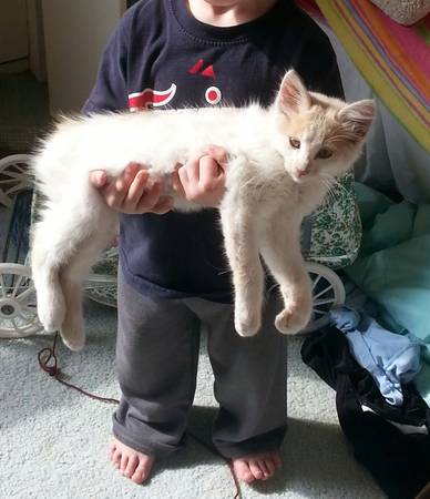 Free Kitten (Detroit Lakes)