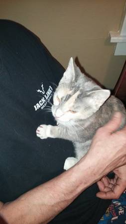 free kitten (huron)