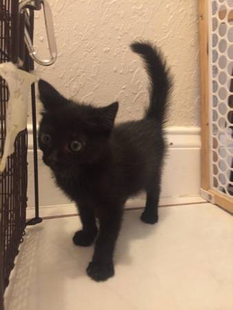 FREE KITTEN (North lauderdale)