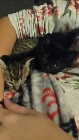 Free Kittens (Ewa)