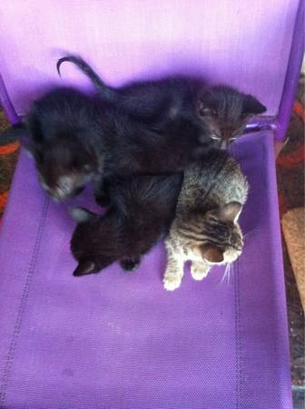 Free kittens (Fayetteville)