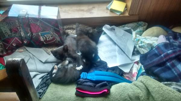 Free kittens (Green Forest Ar)