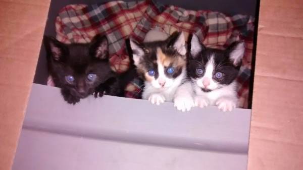 Free Kittens (Nampa)