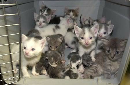 Free Kittens to a Safe Home (Butchers Be Gone)