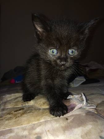 free kittens (west columbia)