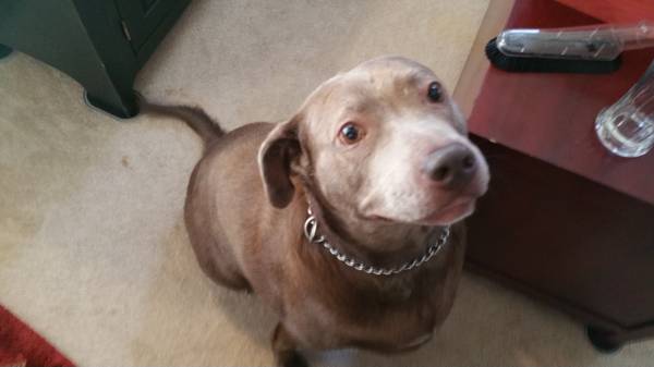 free lab weimaraner mix in need of new home (garissonville)