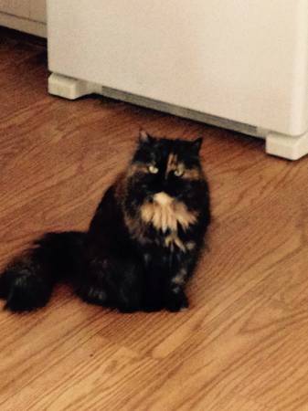 Free long haired cat (Lincoln)