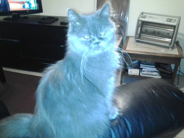 Free long haired female cat to good home (Lynn)