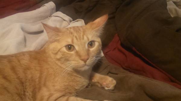 Free orange Tabby (Murfreesboro)